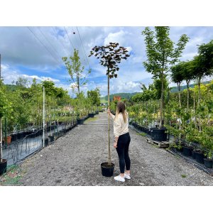 Javor mliečny (Acer platanoides) ´ROYAL RED´ - výška 250-320 cm, kont. C15L